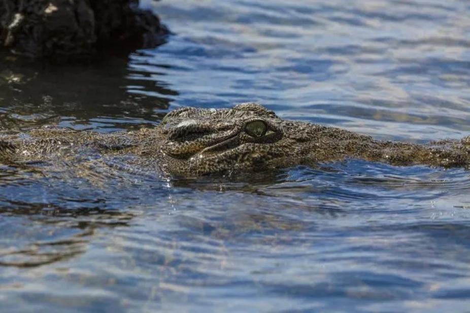 Asia: Un hombre fue arrastrado y murió despedazado por 40 cocodrilos | Radio  Bicentenario - FM  en vivo - Tucuman