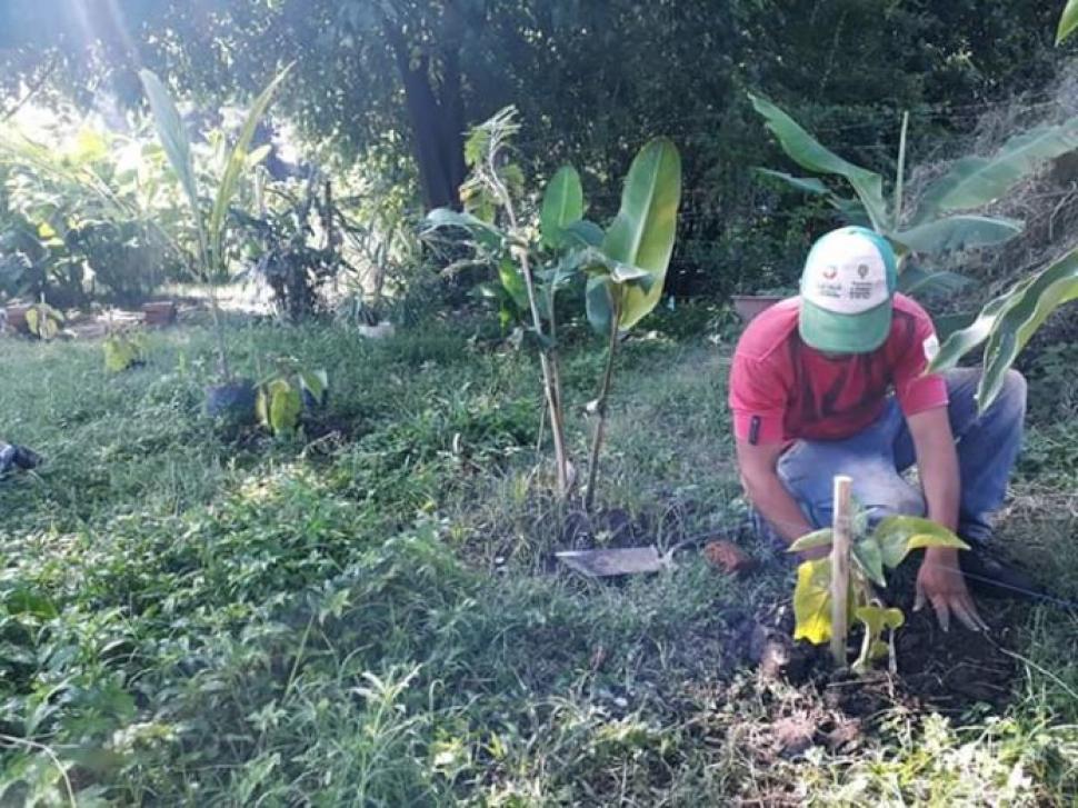 Tafi Viejo Impulsan El Cultivo Hogareno De Chilto O Tomate De