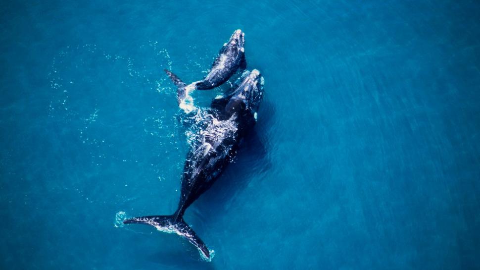 Por qué la ballena Franca Austral mantiene saludable a los océanos | Radio  Bicentenario - FM 103.3 en vivo - Tucumán