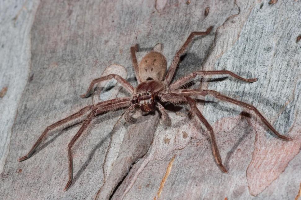 La araña más grande del mundo fue hallada en el Reino Unido por primera